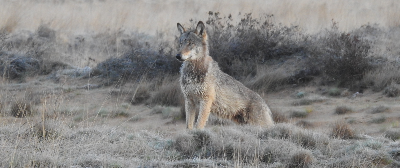Wolf 