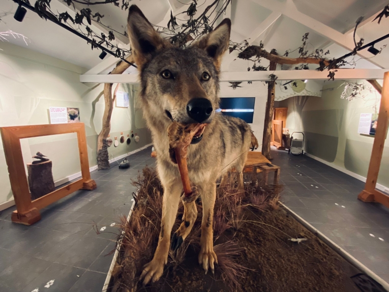 Wolf welp 