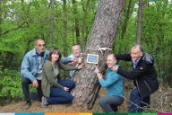 Bosland boomverkiezing