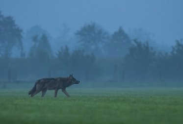 Samenleven met wolven in Nationaal Park Bosland