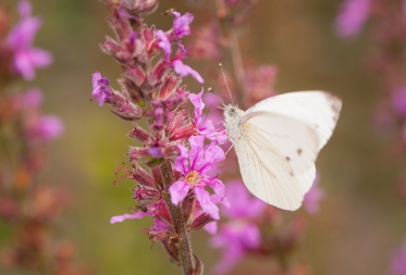 42 Boslandse klassen gaan op school vlinders kweken