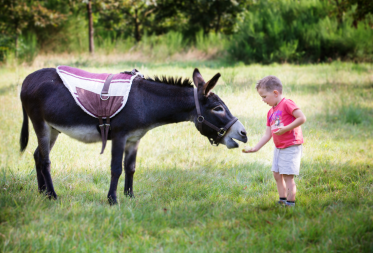 Wandelen met dieren