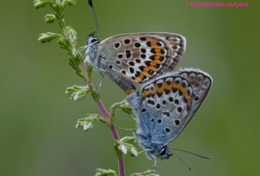 Vlinders kijken op Resterheide