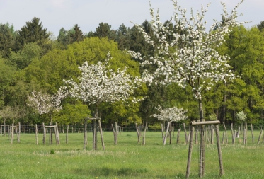 Op stap in Bosland: lente op het Hobos