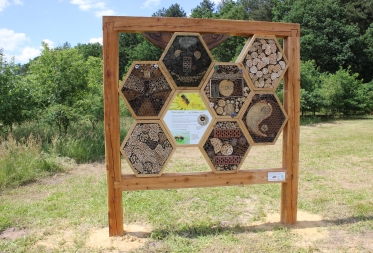 Oog in oog met wilde bijen op de Resterheide