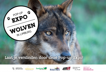 Pop-up Expo Wolven in Limburg