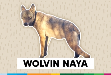 Onderzoek naar verdwijnen wolvin Naya en haar welpen